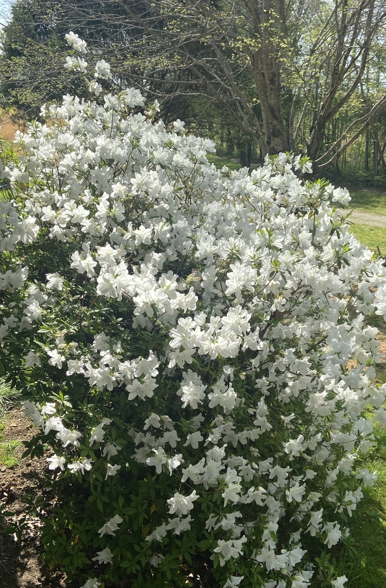 2023 Wayland Springs Road Iron City, TN 38463 - Photo 15 of 45 a view of a yard with a tree