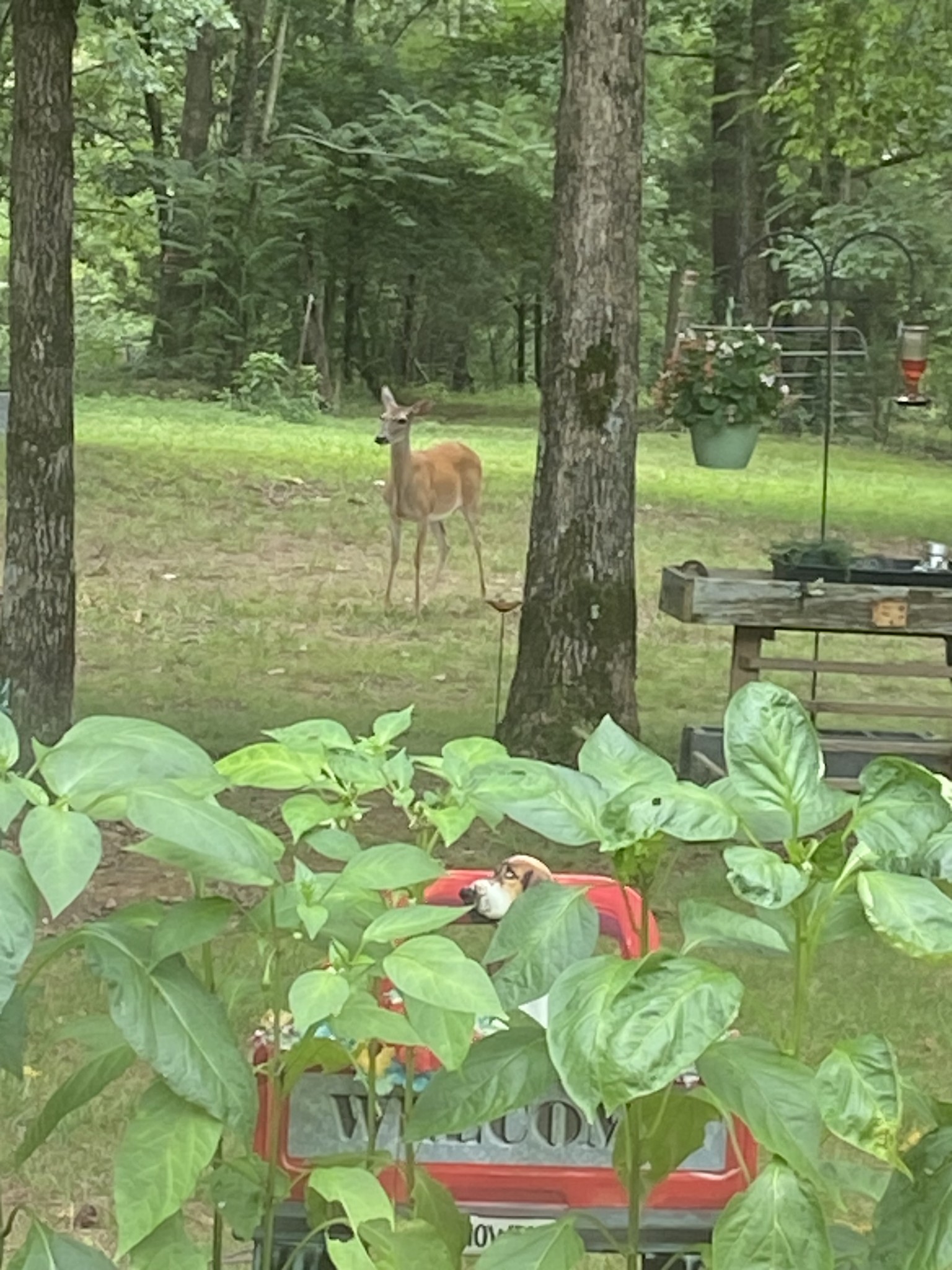 2023 Wayland Springs Road Iron City, TN 38463 - Photo 16 of 45 a backyard of a house with table and chairs