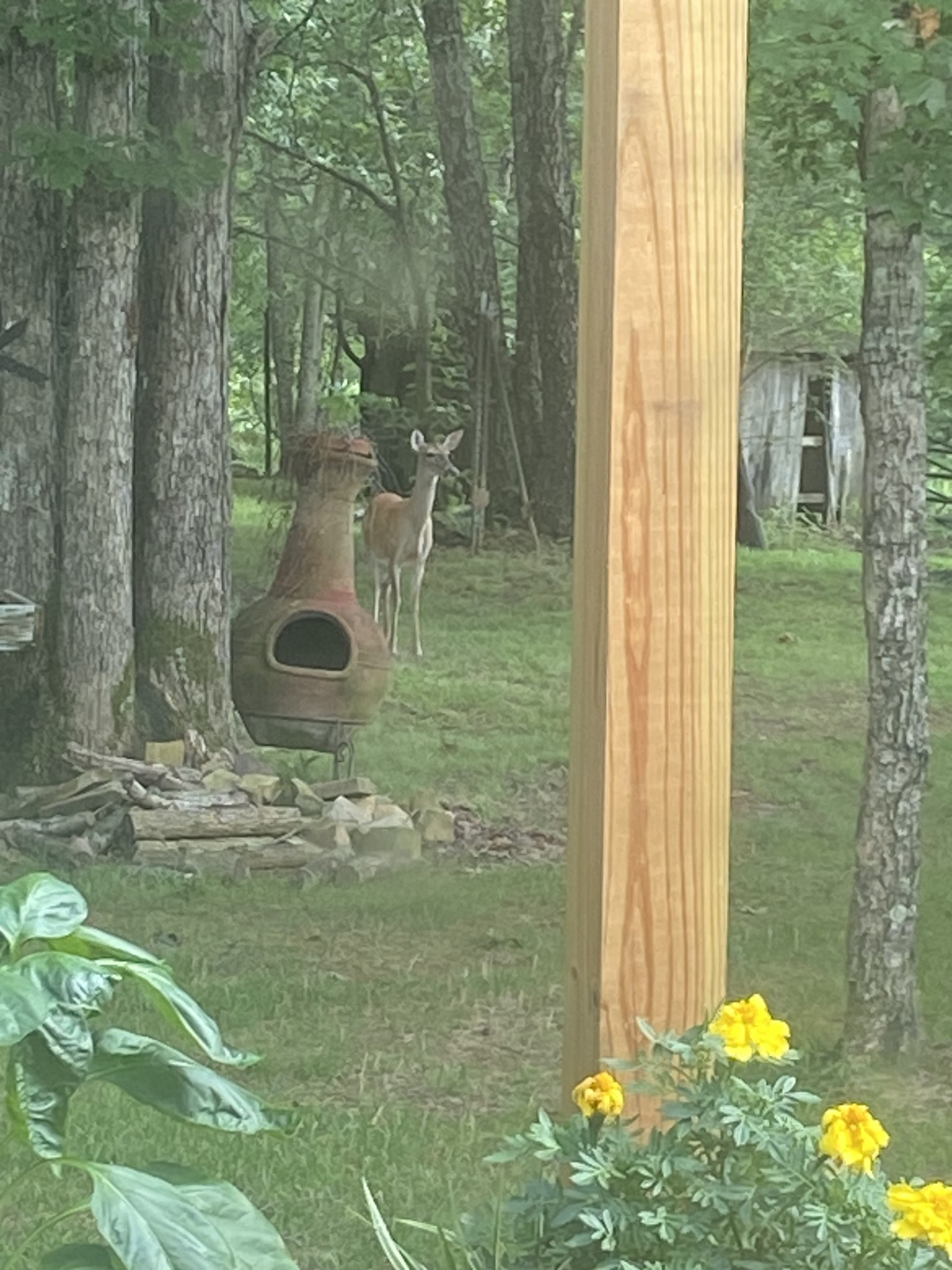 2023 Wayland Springs Road Iron City, TN 38463 - Photo 17 of 45 a backyard of a house with table and chairs