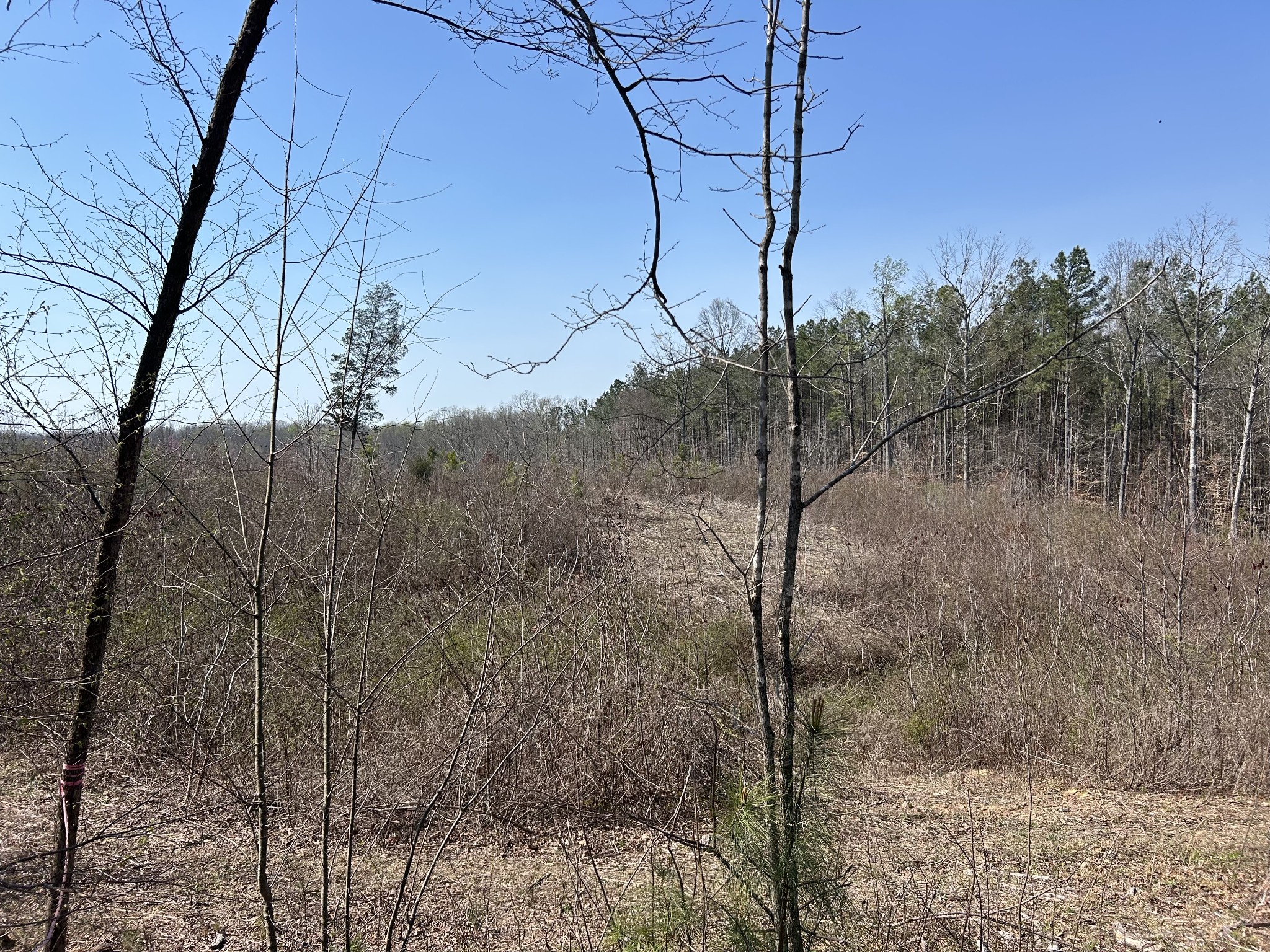 2023 Wayland Springs Road Iron City, TN 38463 - Photo 31 of 45 a view of a forest filled with trees