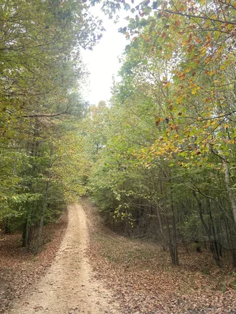 a view of a pathway both side of yard