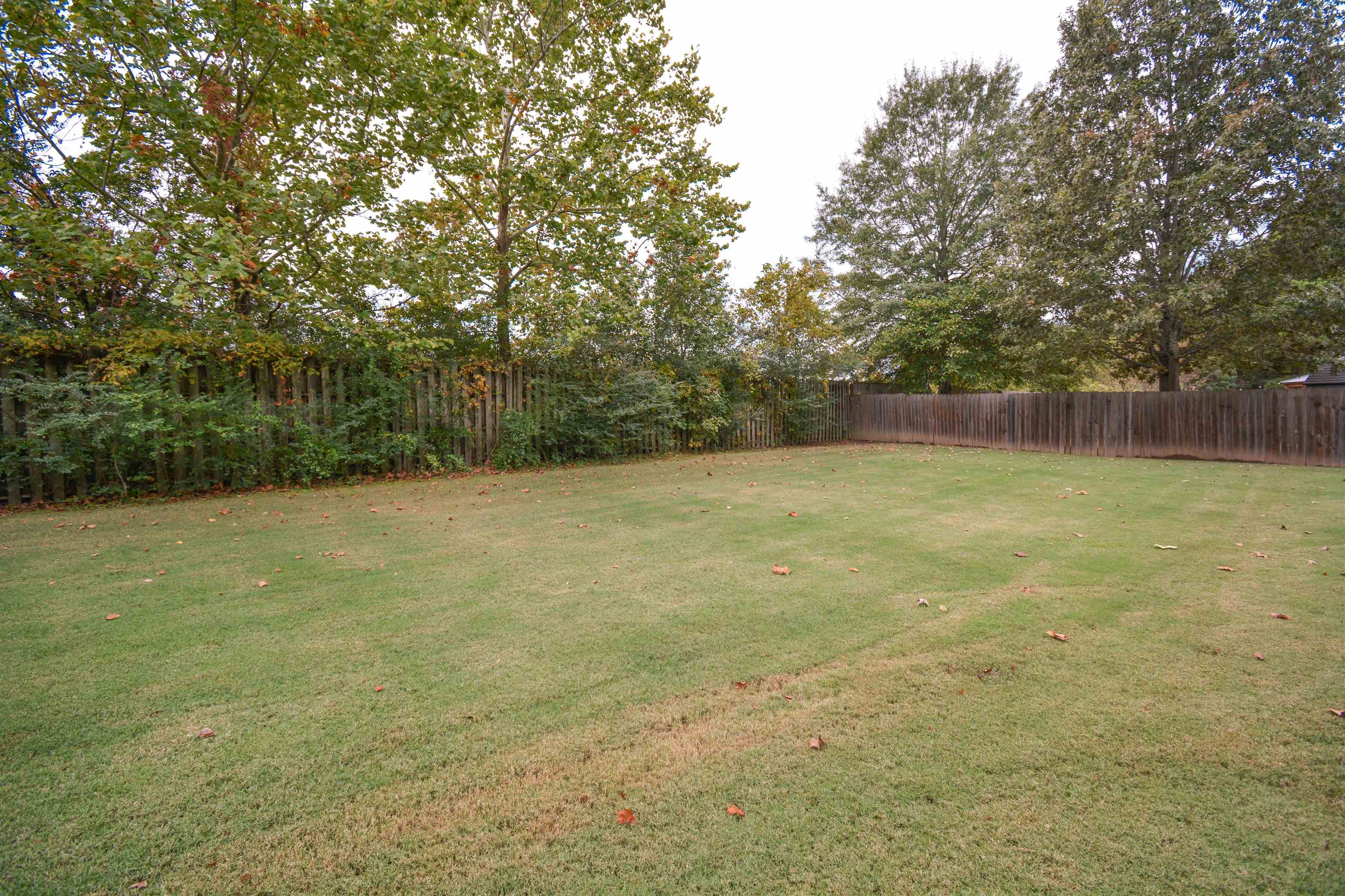 745 Roehampton Court Collierville, TN 38017 - Photo 36 of 40 a view of a big yard with large trees