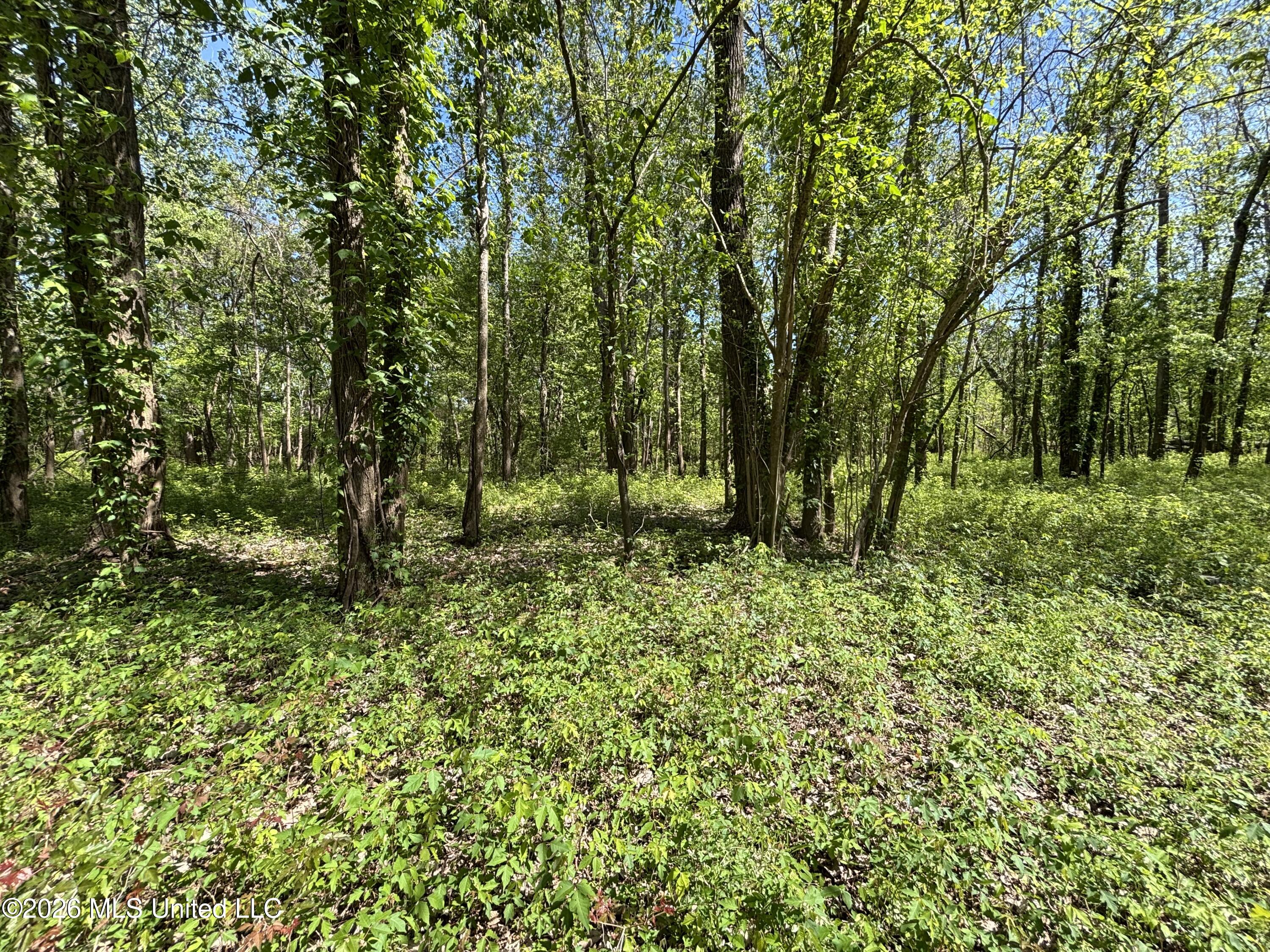 Sparta Road Tallulah, LA 71282 - Photo 141 of 149 IMG_3441