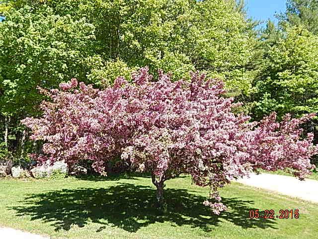73 Copper Ridge Road Greene, ME 04236 - Photo 21 of 22 Beautiful tree in front yard