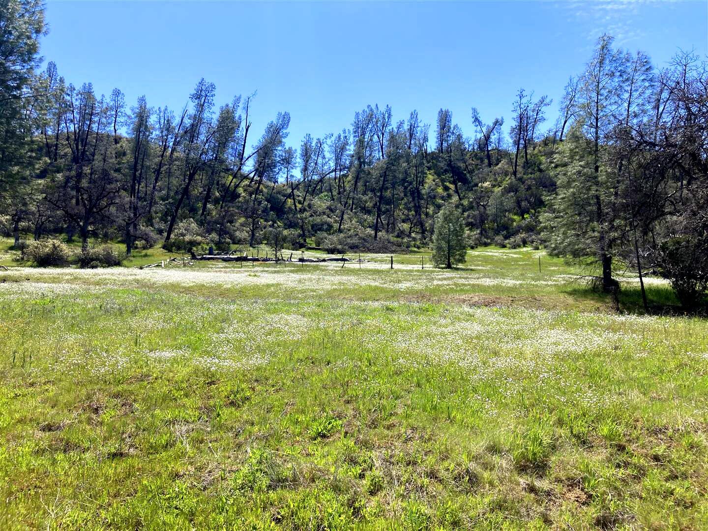 Lot 96 Platina Road Igo, CA 96047 - Photo 2 of 21 big meadow 4