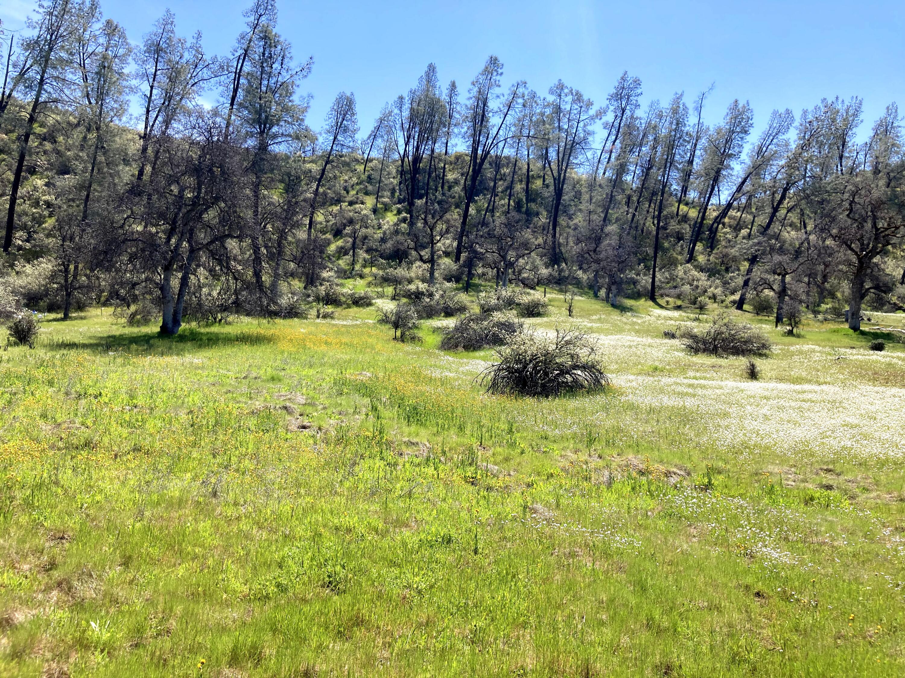 Lot 96 Platina Road Igo, CA 96047 - Photo 3 of 21 big meadow 2