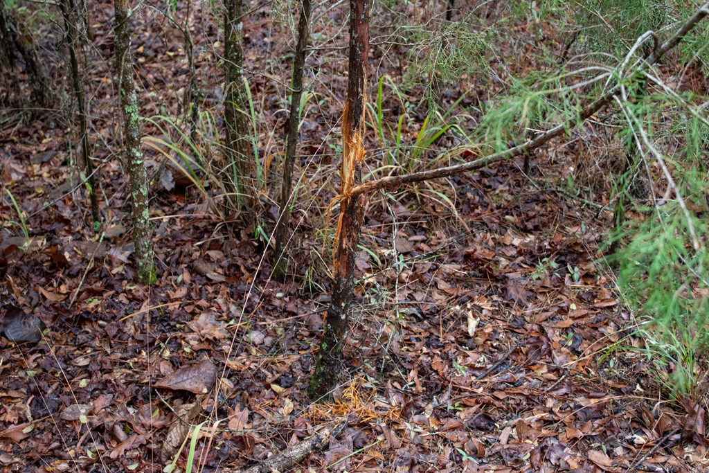 3 Pilgram Ch Road Gordon, AL 36343 - Photo 18 of 28 Gallery Image 18
