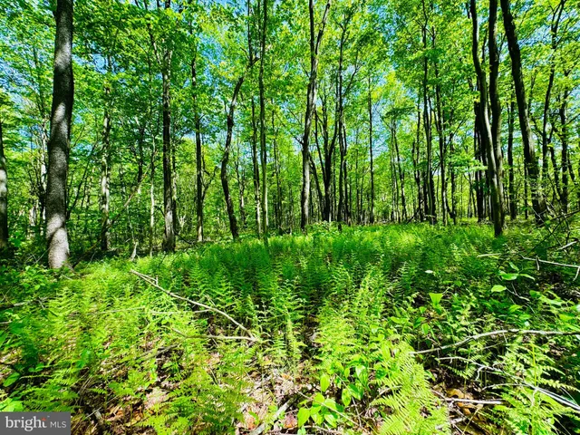 a view of a lush green forest