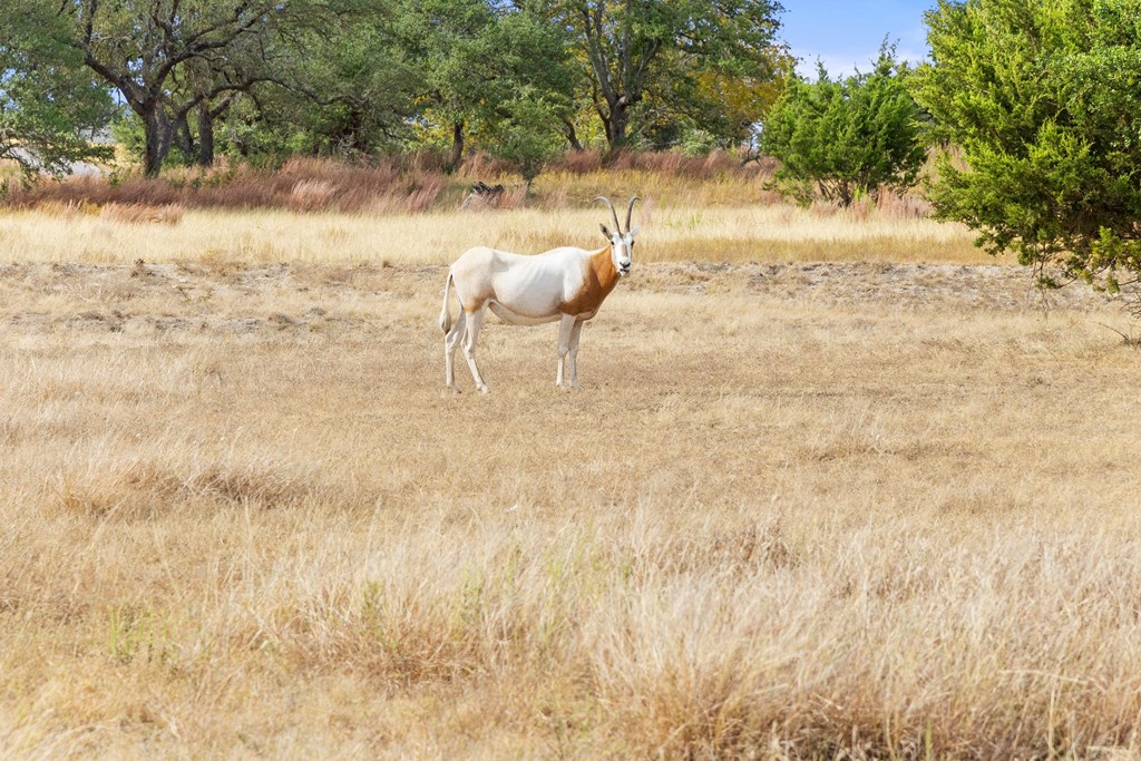 Lot 112 Star Point Circle, Unit 112 Blanco, TX 78606 - Photo 21 of 25 a view of backyard with green space