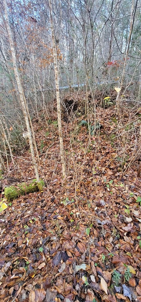 2 Wilhite Road Cosby, TN 37722 - Photo 24 of 24