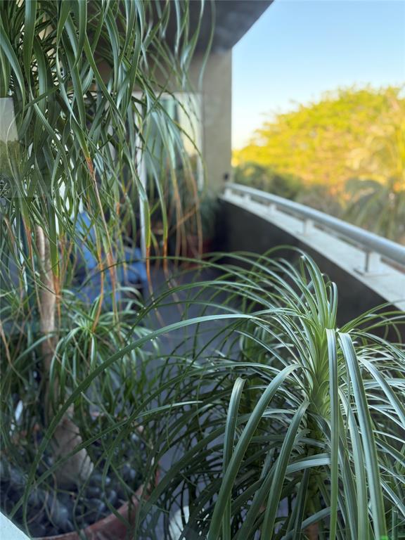 2301 Wilton Drive, Unit R309 Wilton Manors, FL 33305 - Photo 19 of 26 a view of banana tree