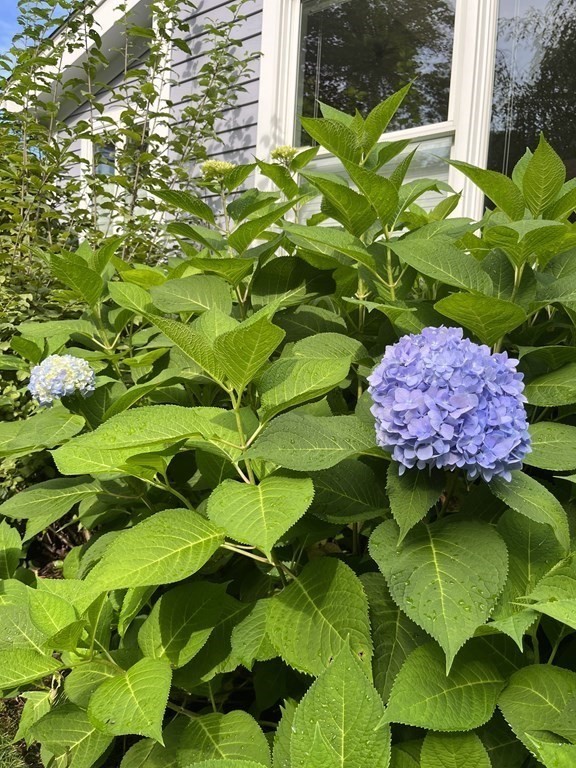 20 Shirley Street Lexington, MA 02421 - Photo 32 of 37 Gallery Image 32