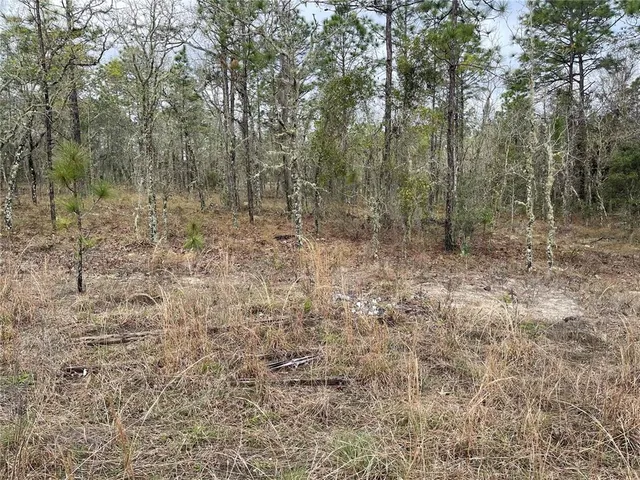 a view of a forest with trees in the background