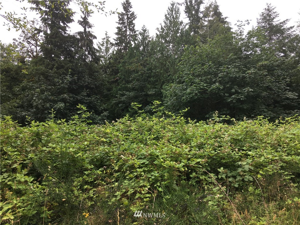 9900 Moose Mountain Road Brinnon, WA 98320 - Photo 1 of 3 Gallery Image 1