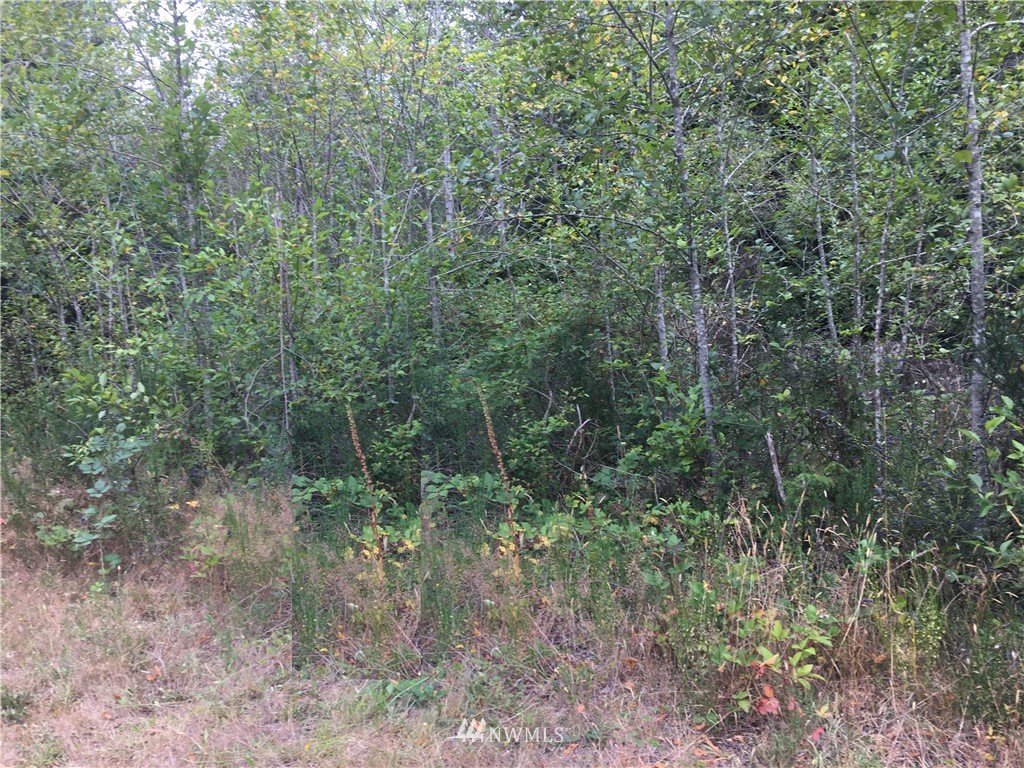 9900 Moose Mountain Road Brinnon, WA 98320 - Photo 3 of 3 Gallery Image 3