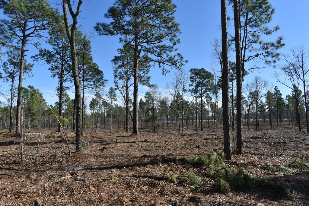 Lot 3-4) Lot 3-4) State Park Road Windsor, SC 29856 - Photo 4 of 8