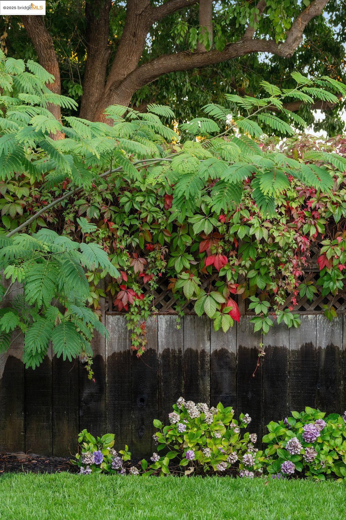 3056 California Street Oakland, CA 94602 - Photo 41 of 44 View of yard