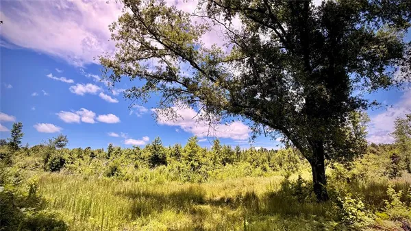 a view of a bunch of trees