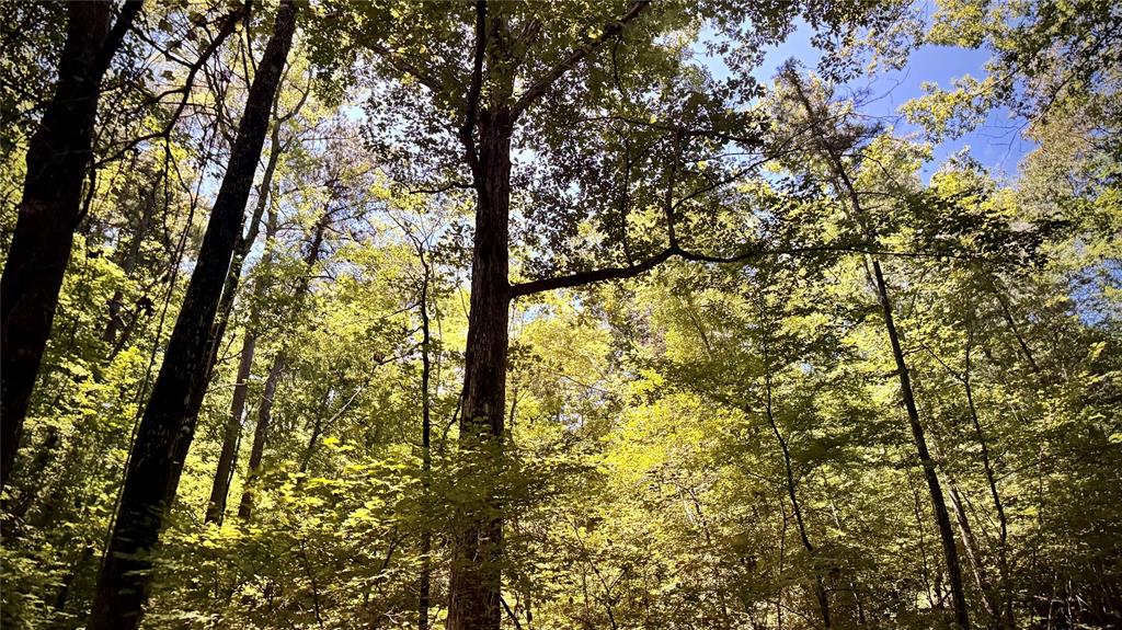 0 Cook Bernice, LA 71222 - Photo 17 of 30 View of wooded area
