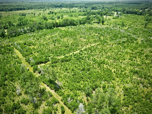 a view of a lush green forest with trees and houses