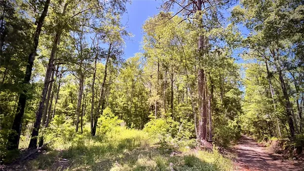 a view of a yard with large trees