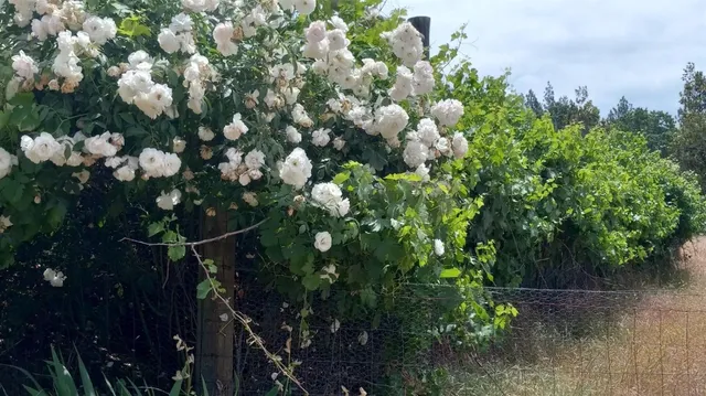 $825,000 | 15579 Jesus Maria Road, Mokelumne Hill, CA 95245