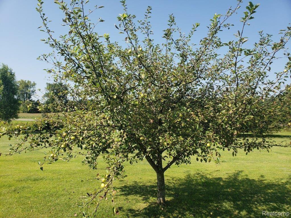 6760 Fostoria Road Otter Lake, MI 48464 - Photo 43 of 44 Loaded Apple Trees