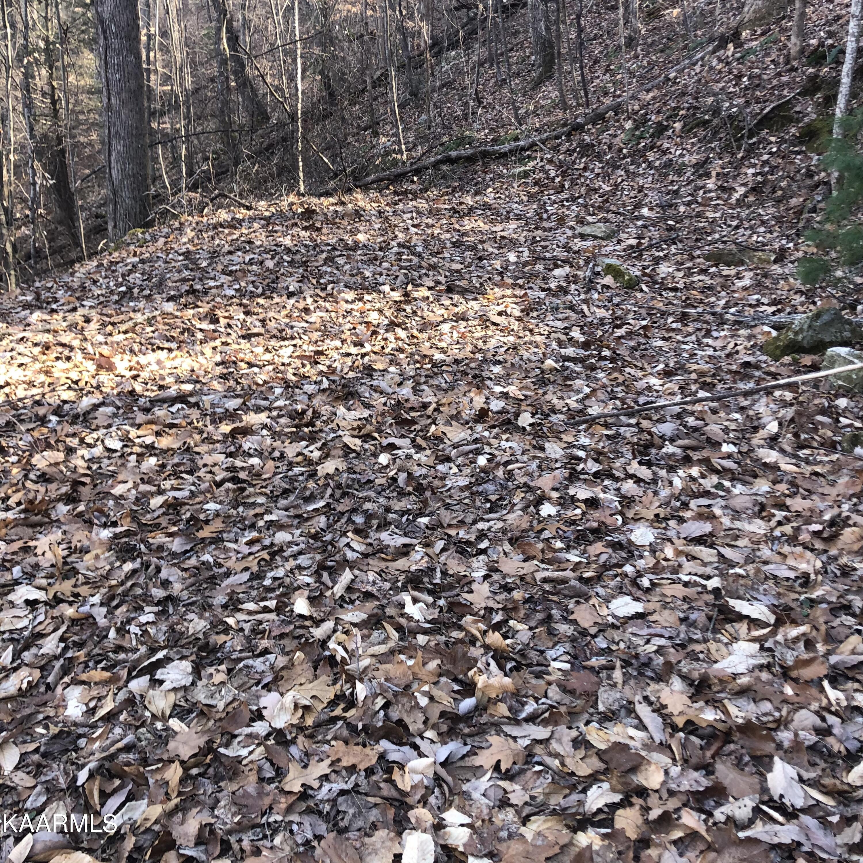 450 Holder Cemetery Road Tellico Plains, TN 37385 - Photo 11 of 12 IMG-3659