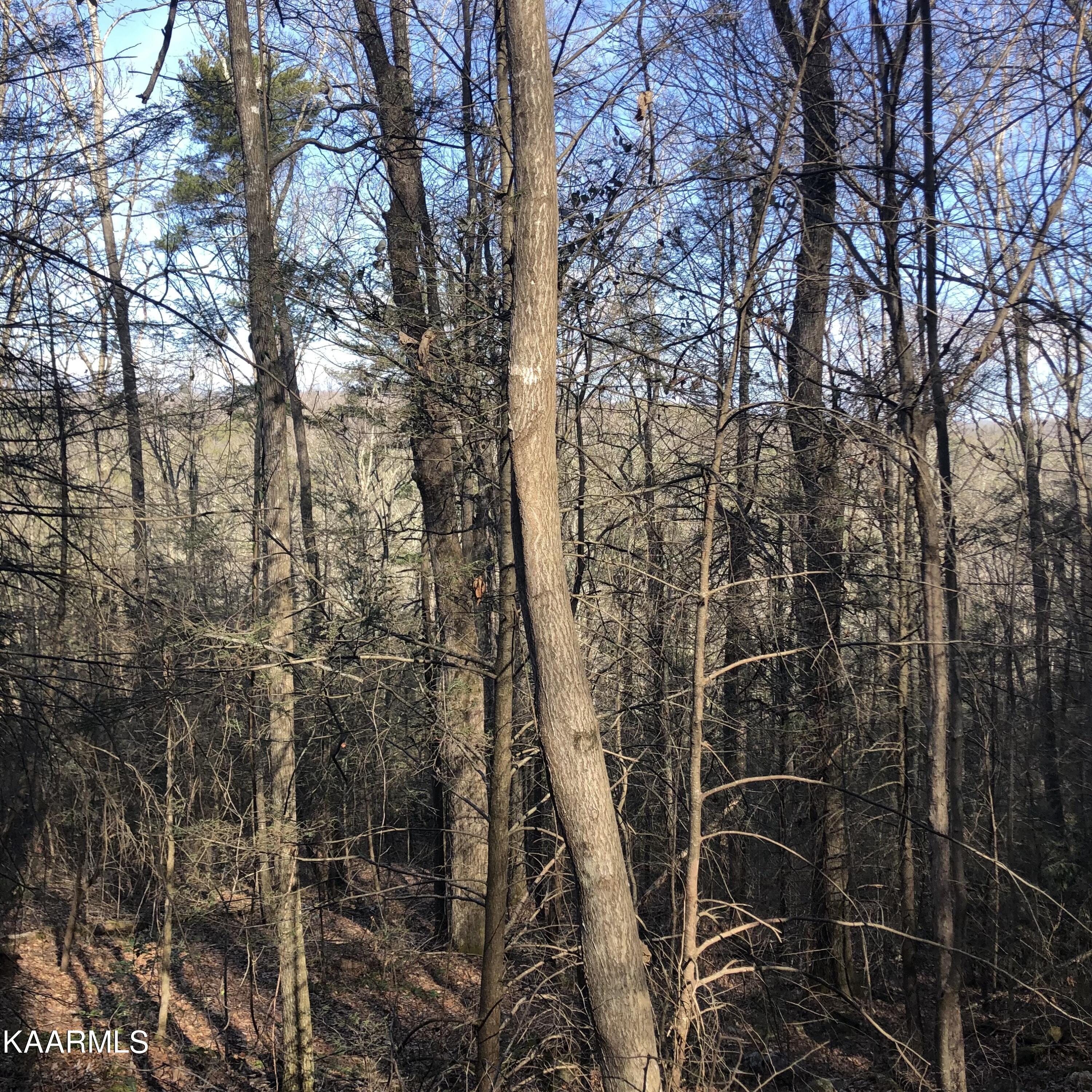 450 Holder Cemetery Road Tellico Plains, TN 37385 - Photo 2 of 12 IMG-3651