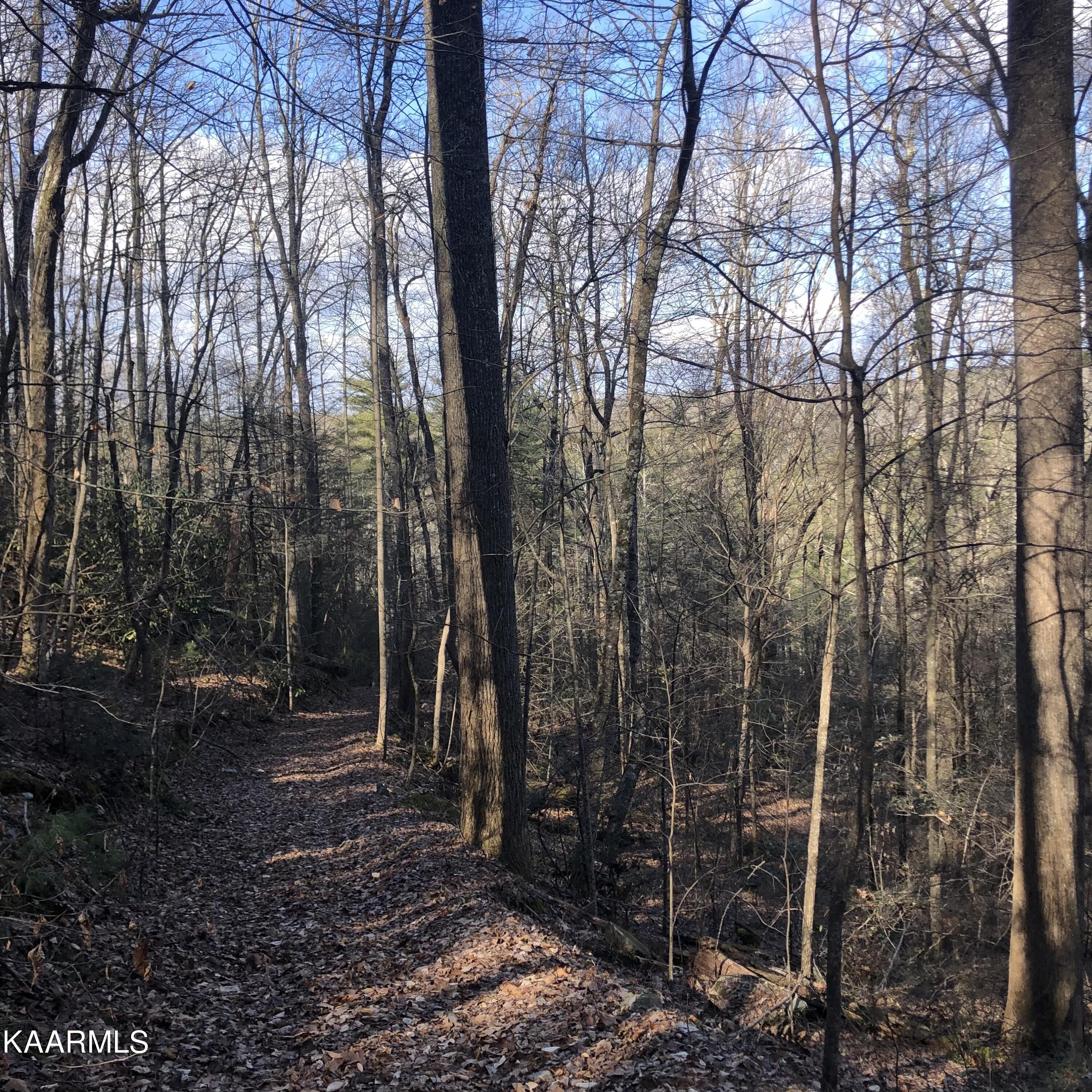 450 Holder Cemetery Road Tellico Plains, TN 37385 - Photo 3 of 12 IMG-3654