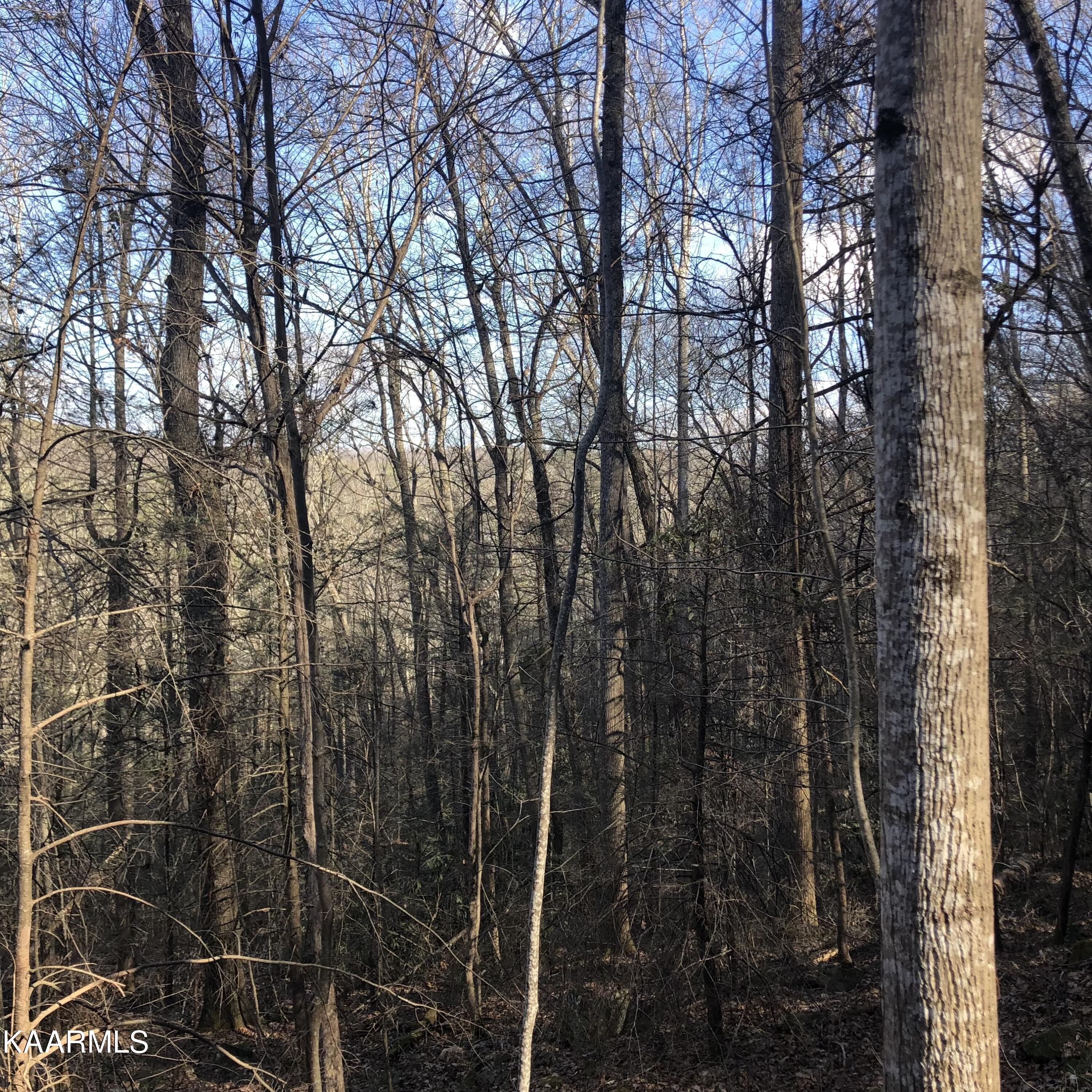 450 Holder Cemetery Road Tellico Plains, TN 37385 - Photo 4 of 12 IMG-3652