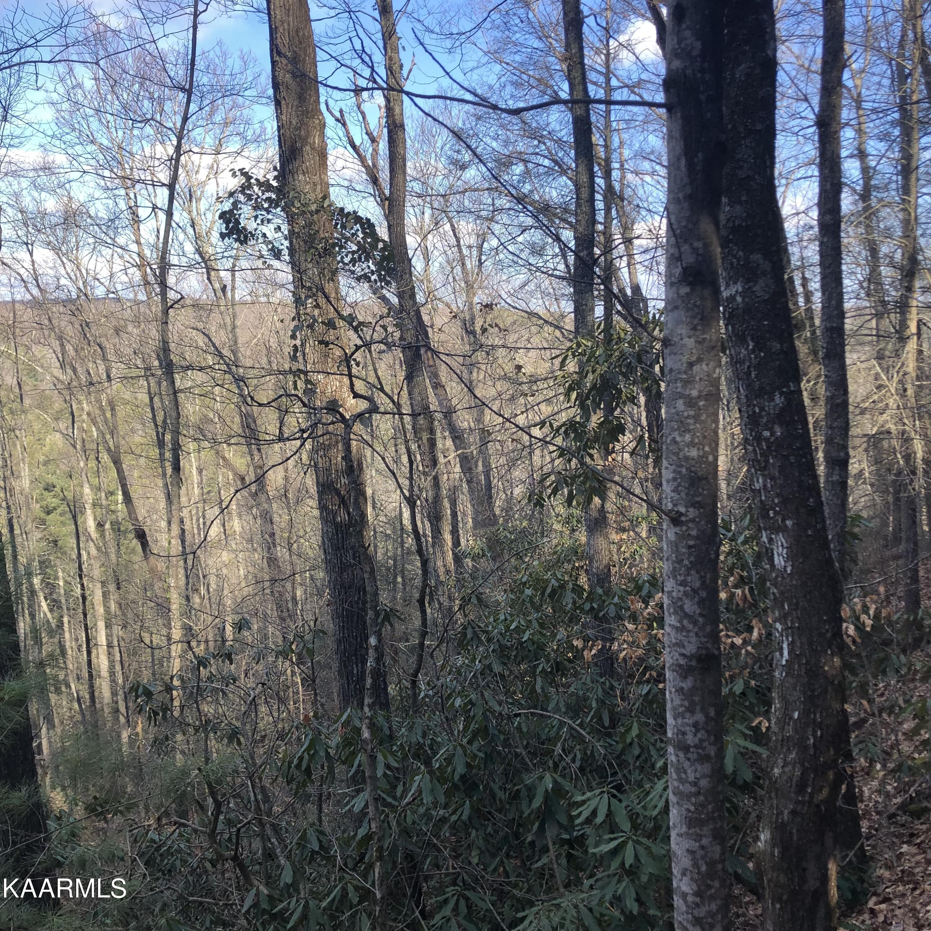 450 Holder Cemetery Road Tellico Plains, TN 37385 - Photo 6 of 12 IMG-3658