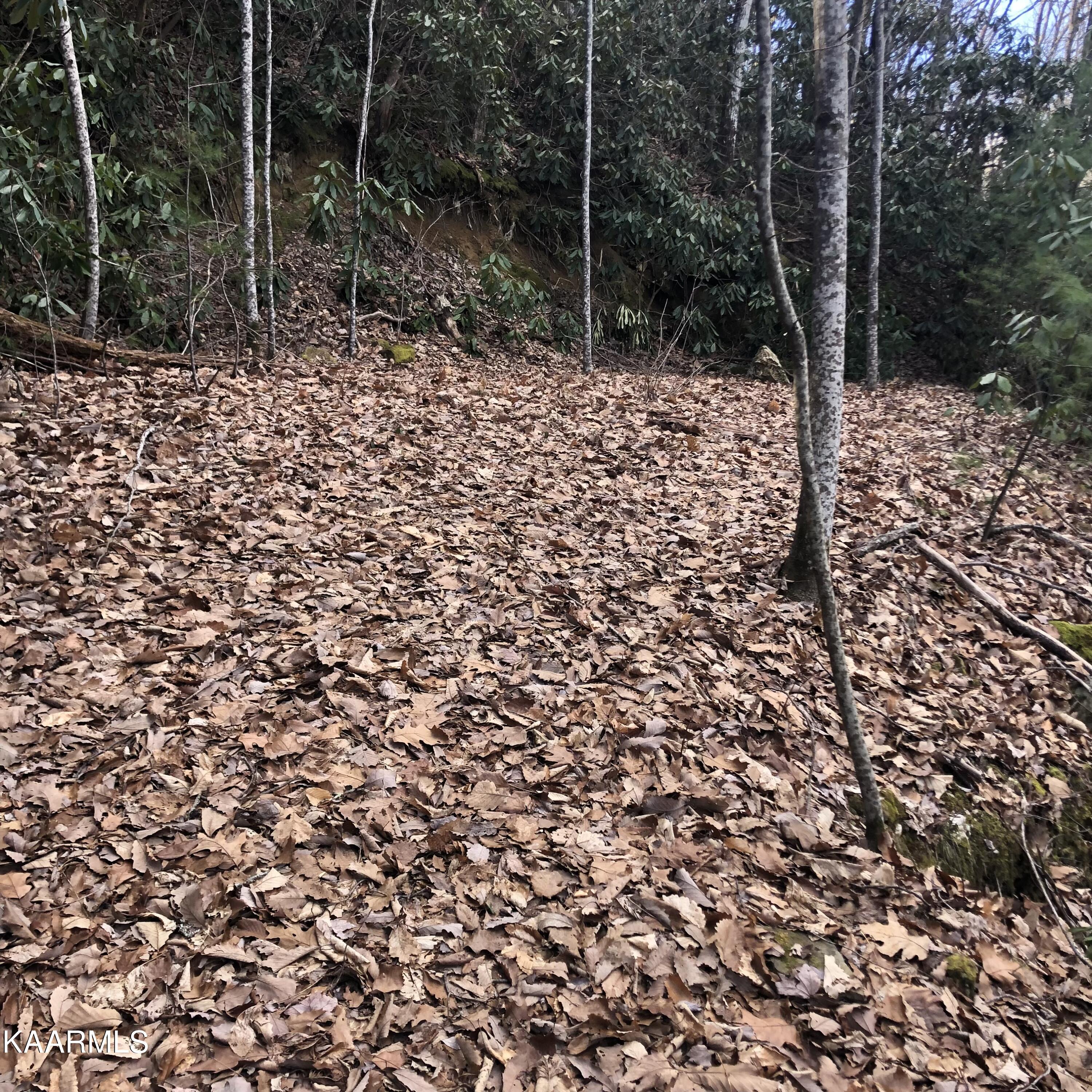 450 Holder Cemetery Road Tellico Plains, TN 37385 - Photo 10 of 12 IMG-3655