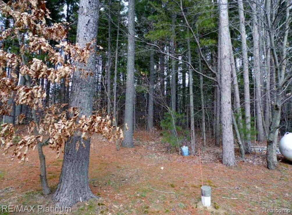10070 Byron Road Howell, MI 48855 - Photo 2 of 20 Large Pine Trees