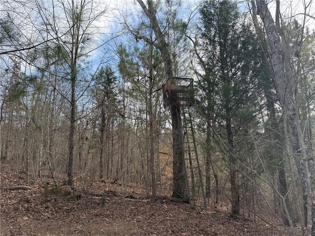 0 Hulmes Chapel Road Elberton, GA 30635 - Photo 12 of 18 a view of backyard with green space