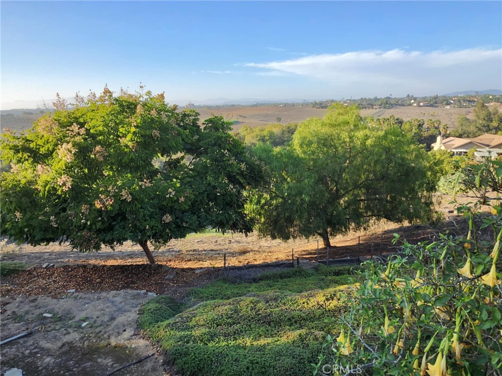 1864 Winterwarm Drive Fallbrook, CA 92028 - Photo 52 of 53 Fruit Trees