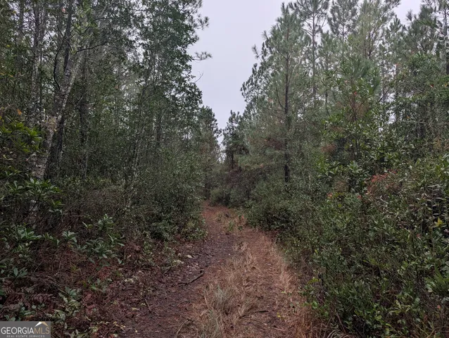 a view of a forest with a tree