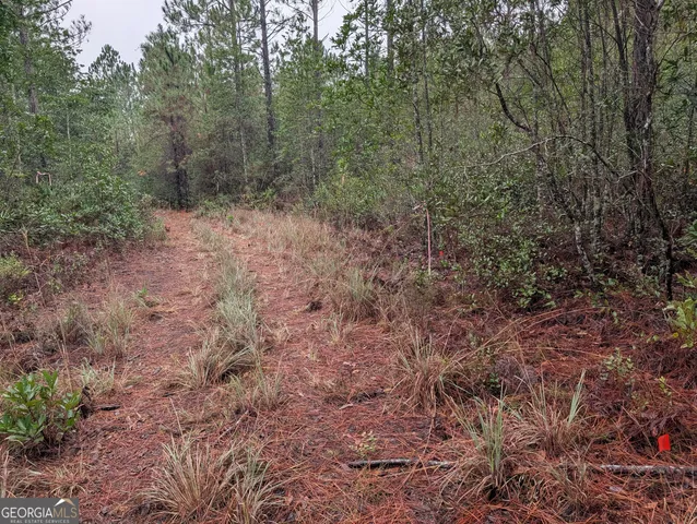 a view of a forest with lots of trees