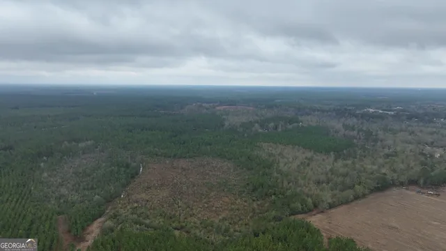 a close up of a tree