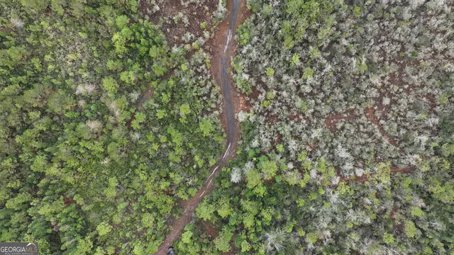 a view of a forest with trees in the background