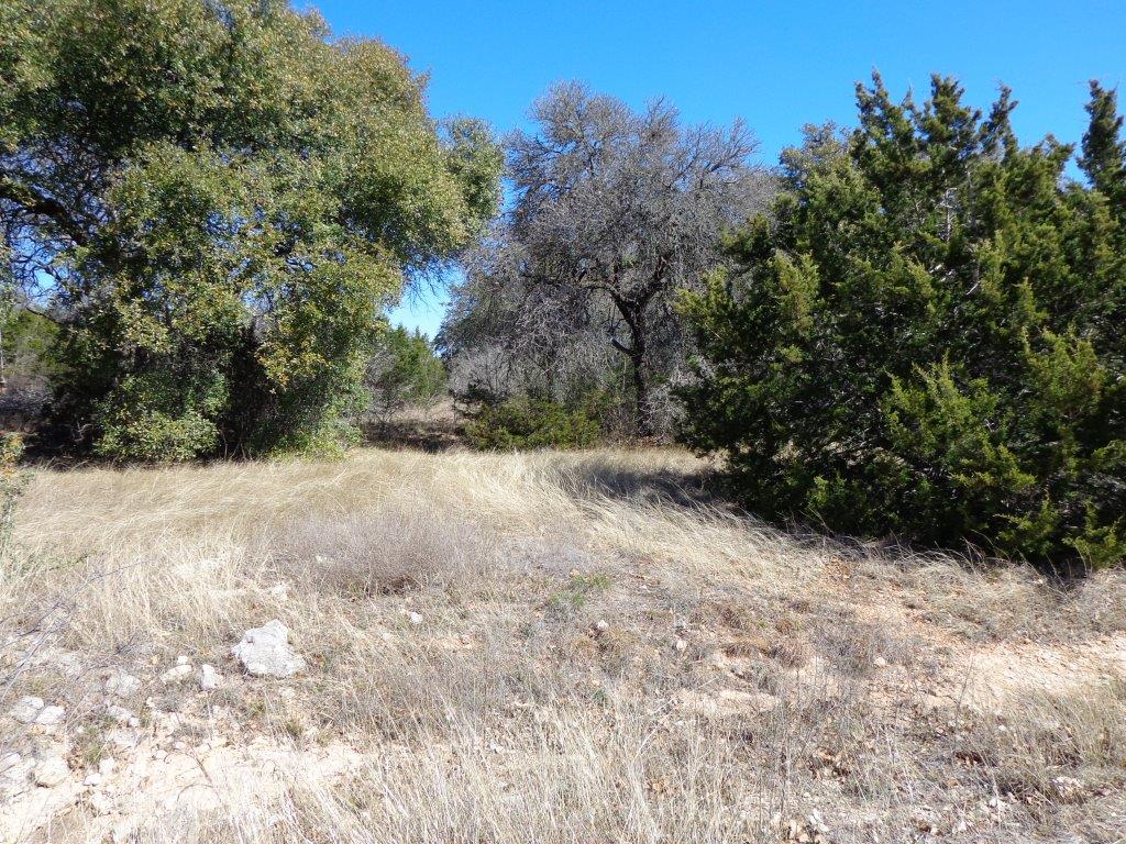 a view of a yard with trees