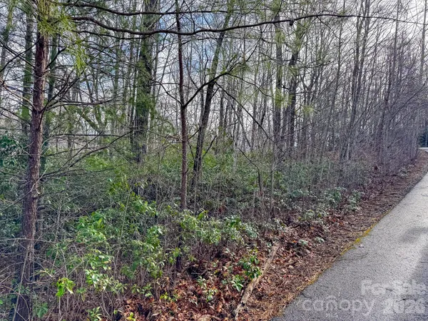 a view of a forest with a tree