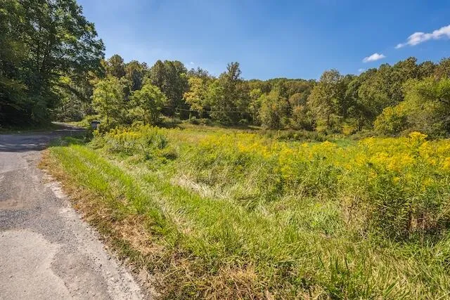 a view of a yard with a tree