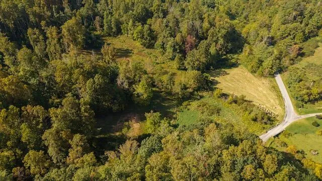 a view of a lush green forest with large trees