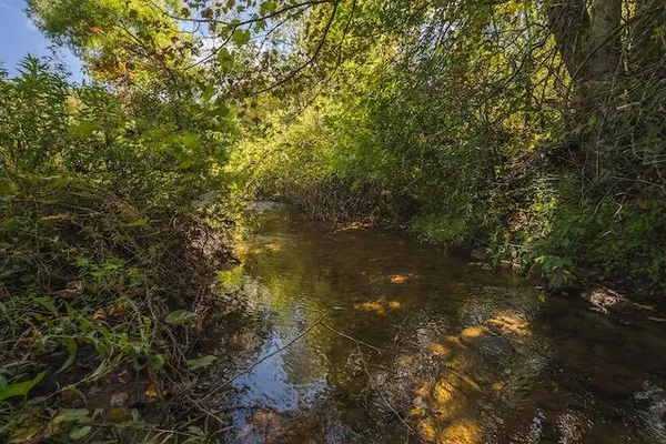 a view of a yard with plants and trees