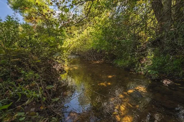 a view of a yard with plants and trees