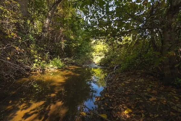 a view of yard with trees