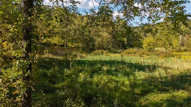 a view of yard from a forest