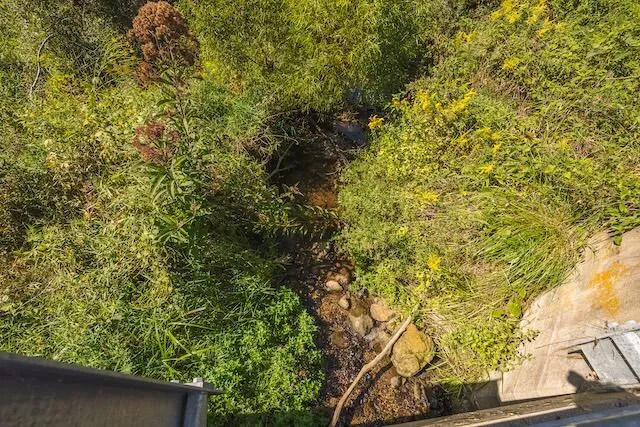 a view of a yard with plants and a tree