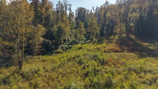 a view of yard with green space